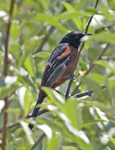 Orchard Oriole 8171